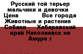 Русский той-терьер мальчики и девочки › Цена ­ 8 000 - Все города Животные и растения » Собаки   . Хабаровский край,Николаевск-на-Амуре г.